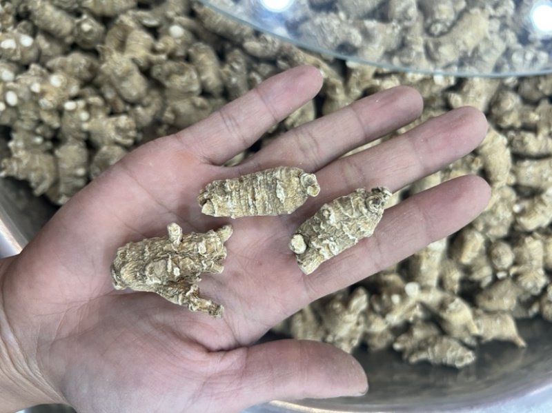 西洋参，花旗参，粒头参，西洋参片，各种规格
