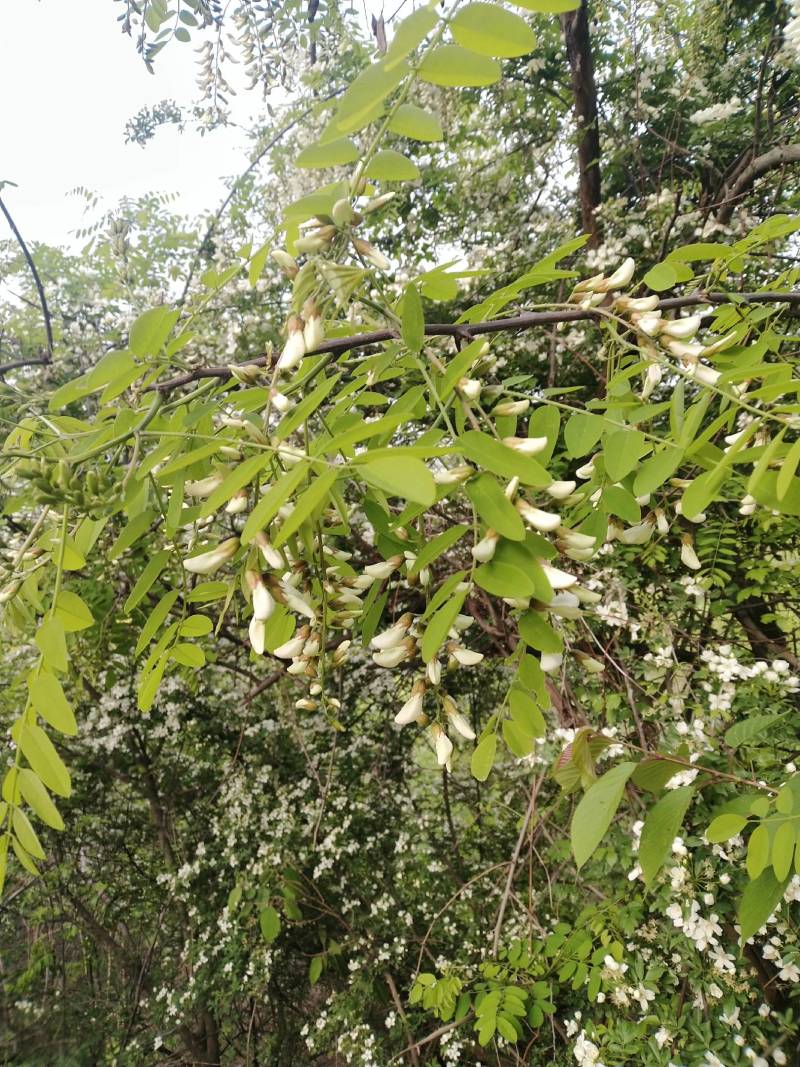 洋槐花甘肃陇南新鲜野生农家采摘洋槐花