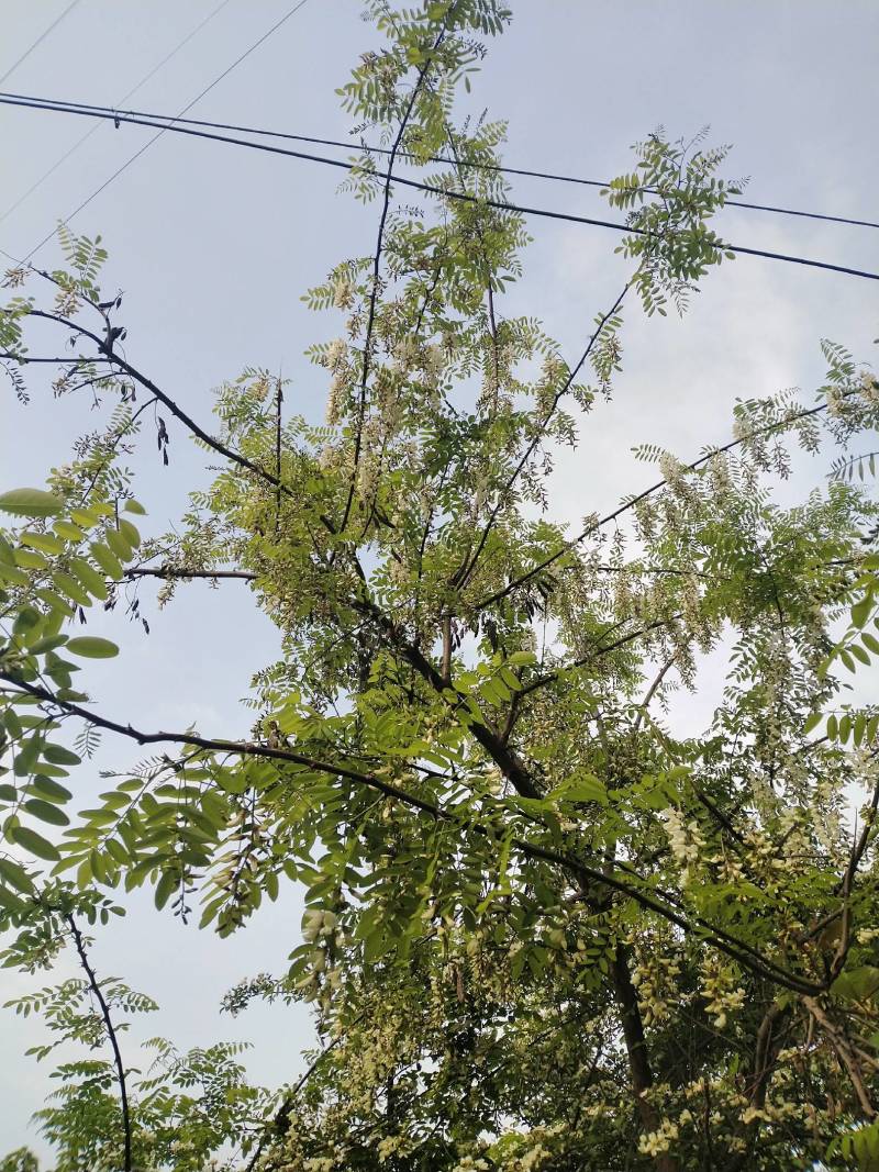 洋槐花甘肃陇南新鲜野生农家采摘洋槐花