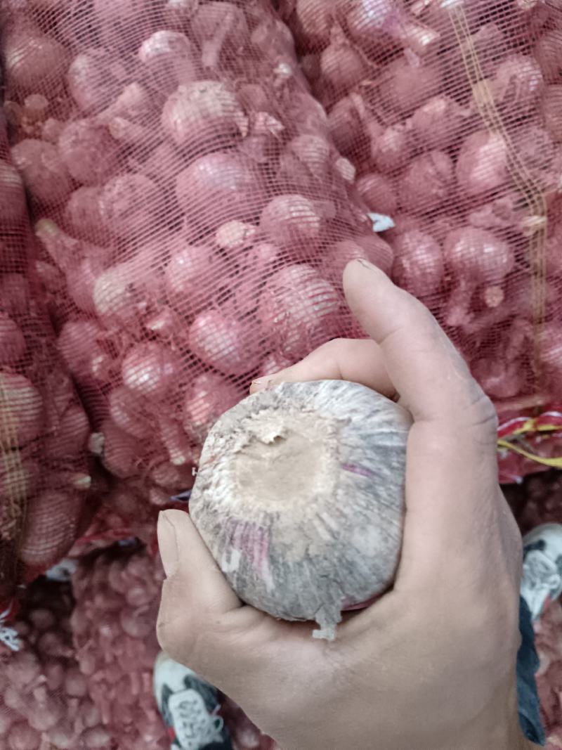 大量供应毛蒜