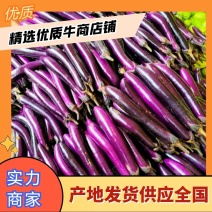 【茄子】广东长茄产地直发可视频验货供应全国欢迎咨