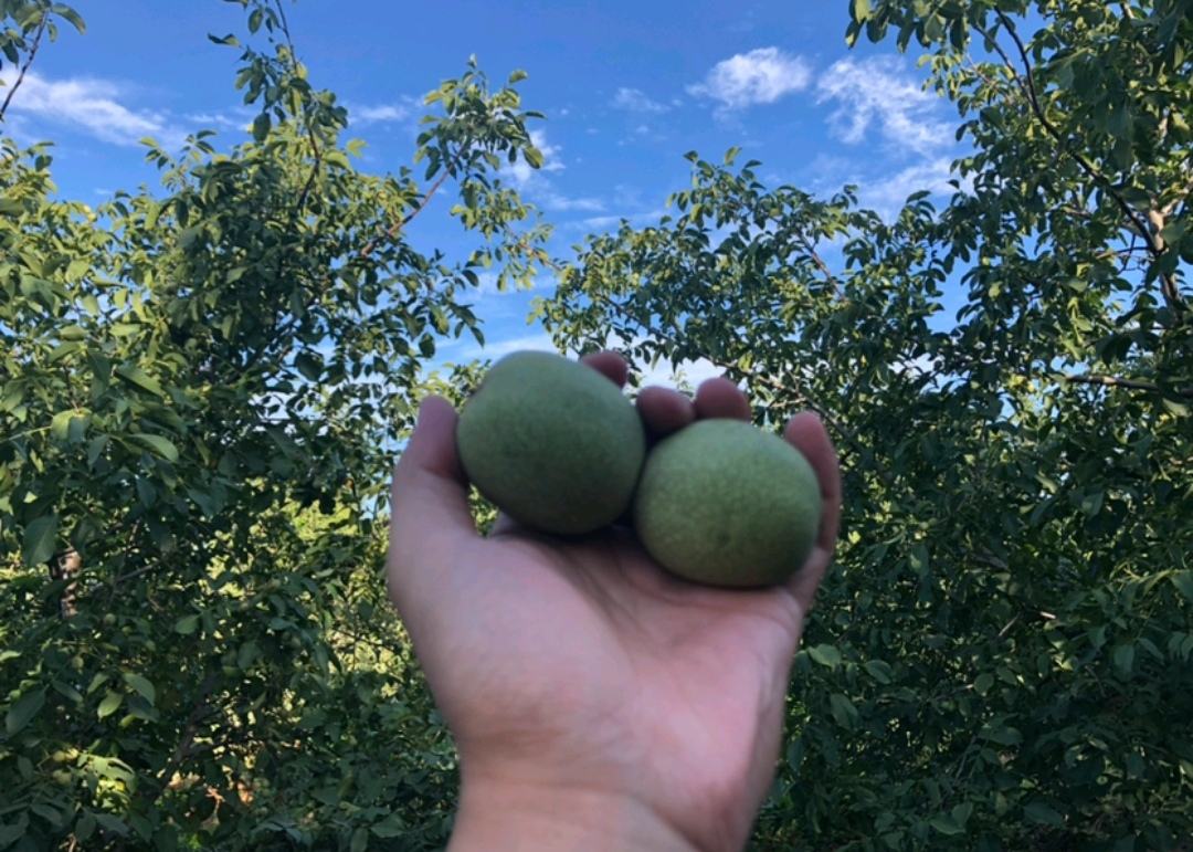 青皮核桃实物展示,果皮呈绿色,表面带有泥土和汁液痕迹 青皮核桃实物展示