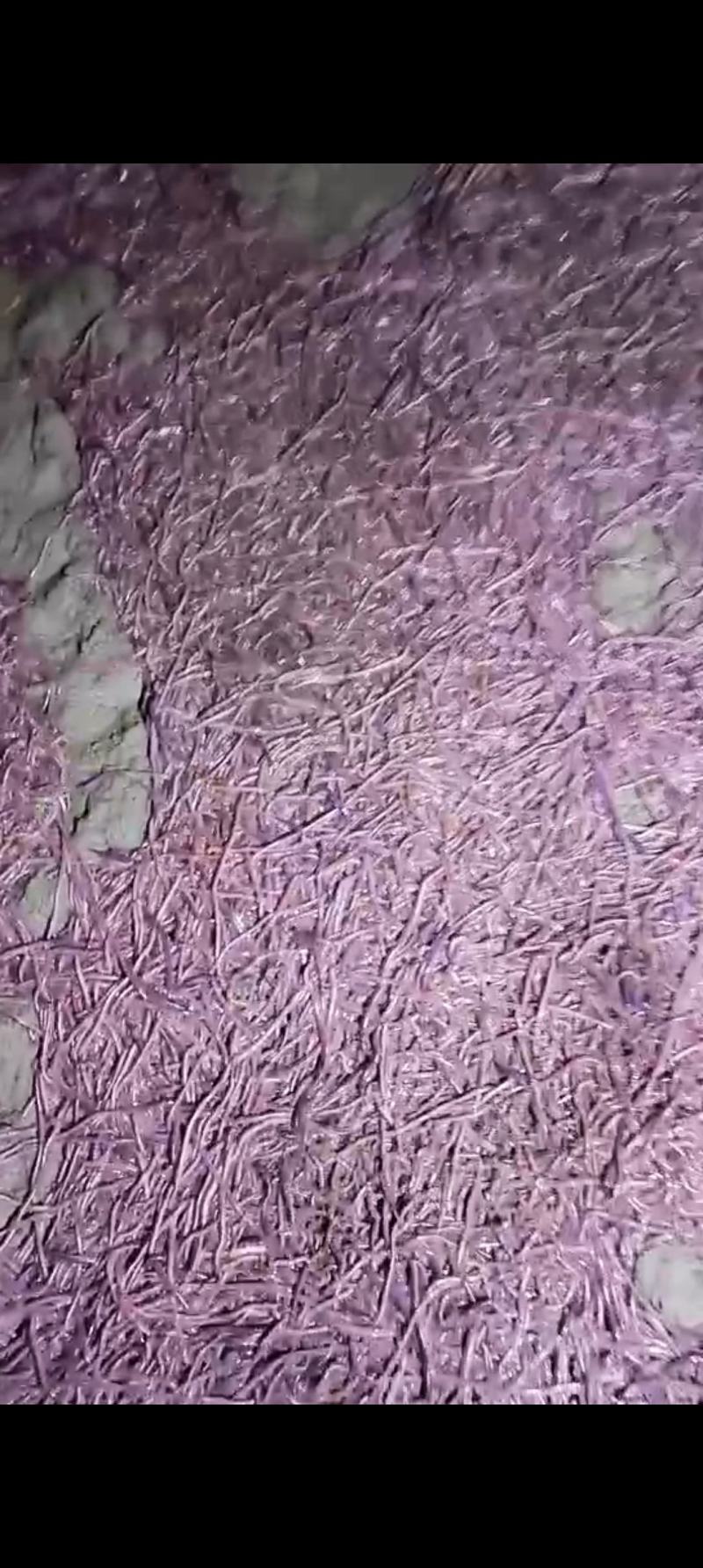 广州紫电蚯蚓长期有货一手货源无中间商差价