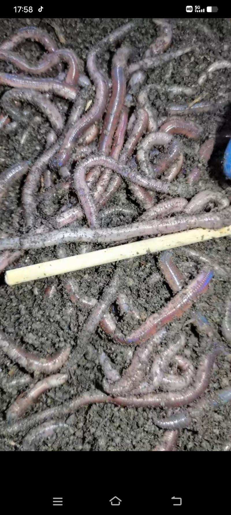 广州紫电蚯蚓长期有货一手货源无中间商差价