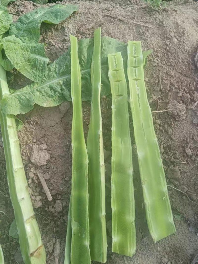 圆叶露天白笋大量上市，无黄叶裂口，代客看货