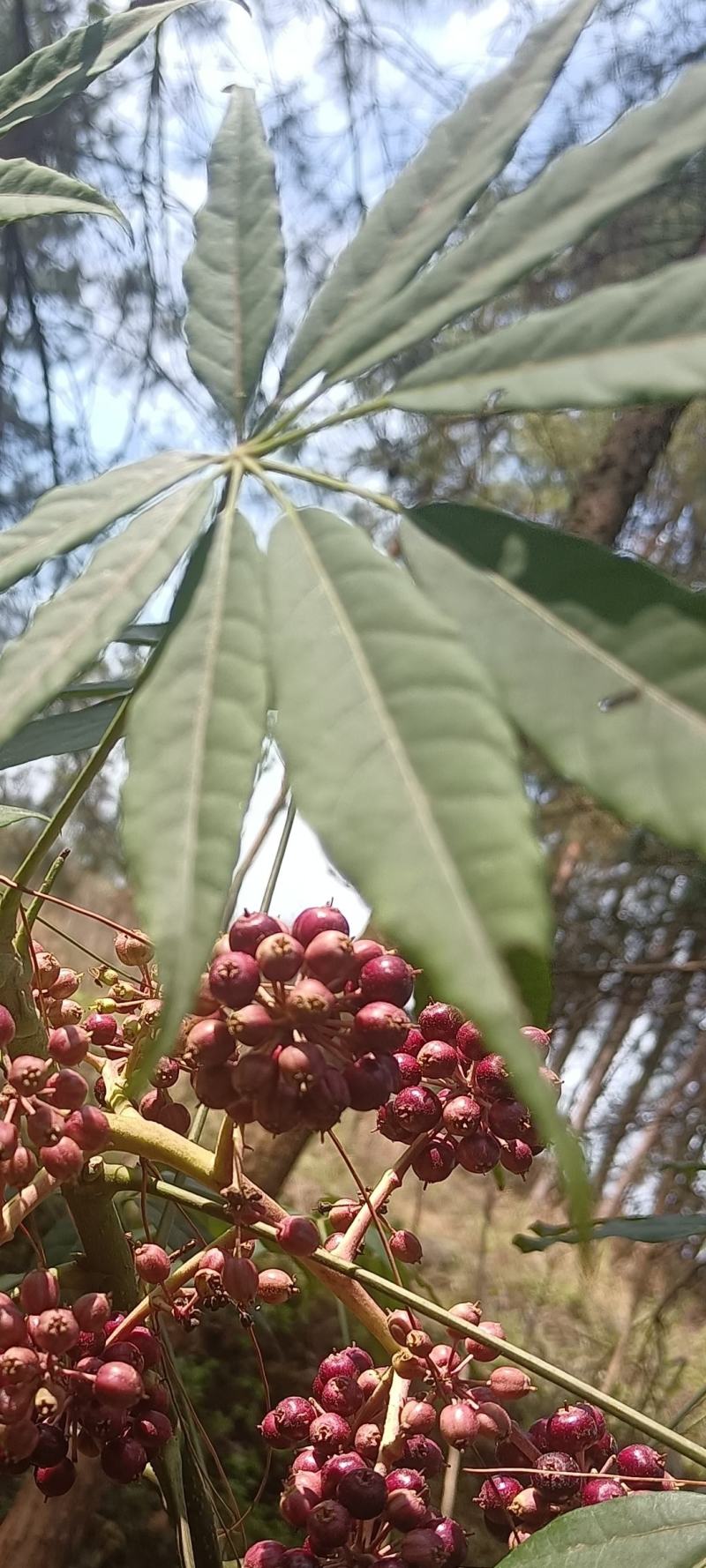 西南鹅掌柴