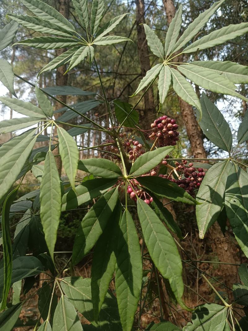 西南鹅掌柴