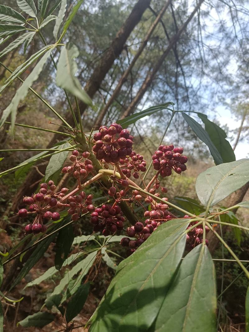 西南鹅掌柴