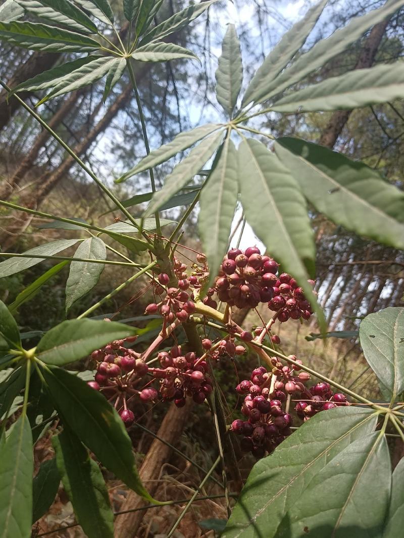 西南鹅掌柴