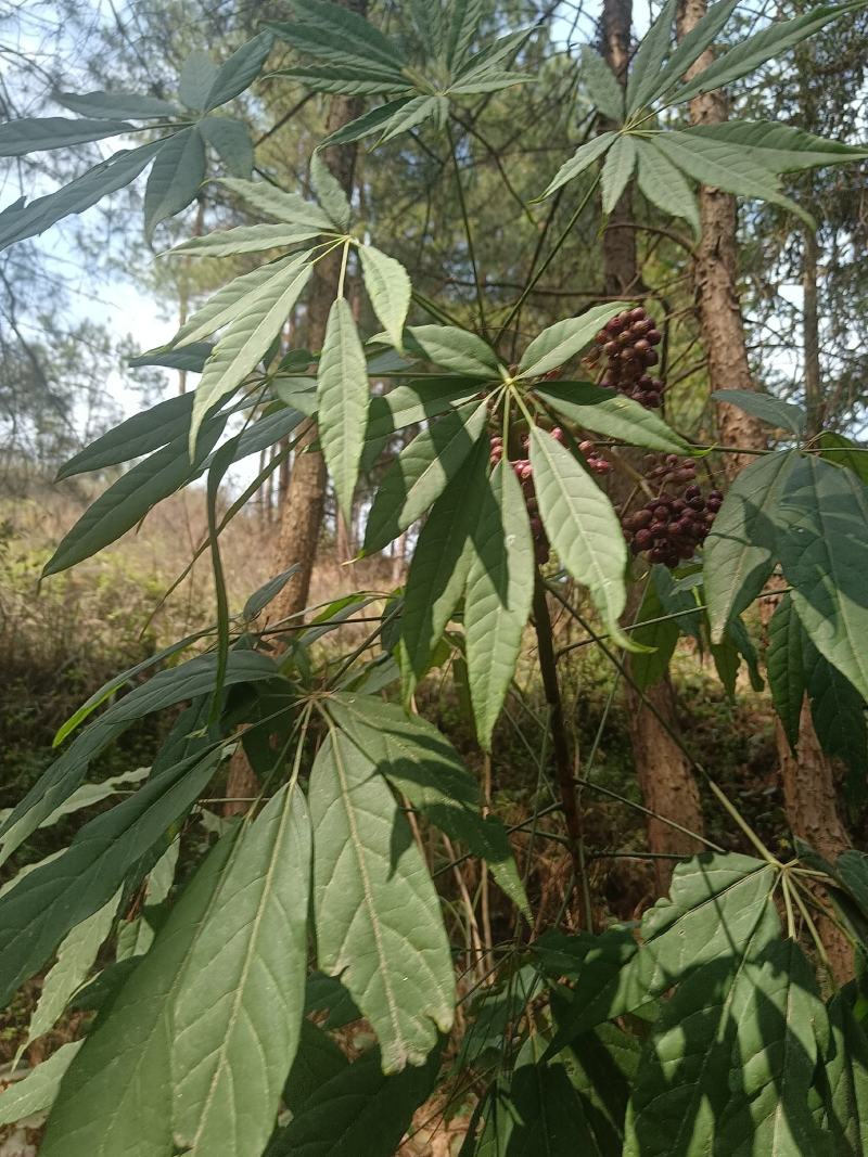 西南鹅掌柴