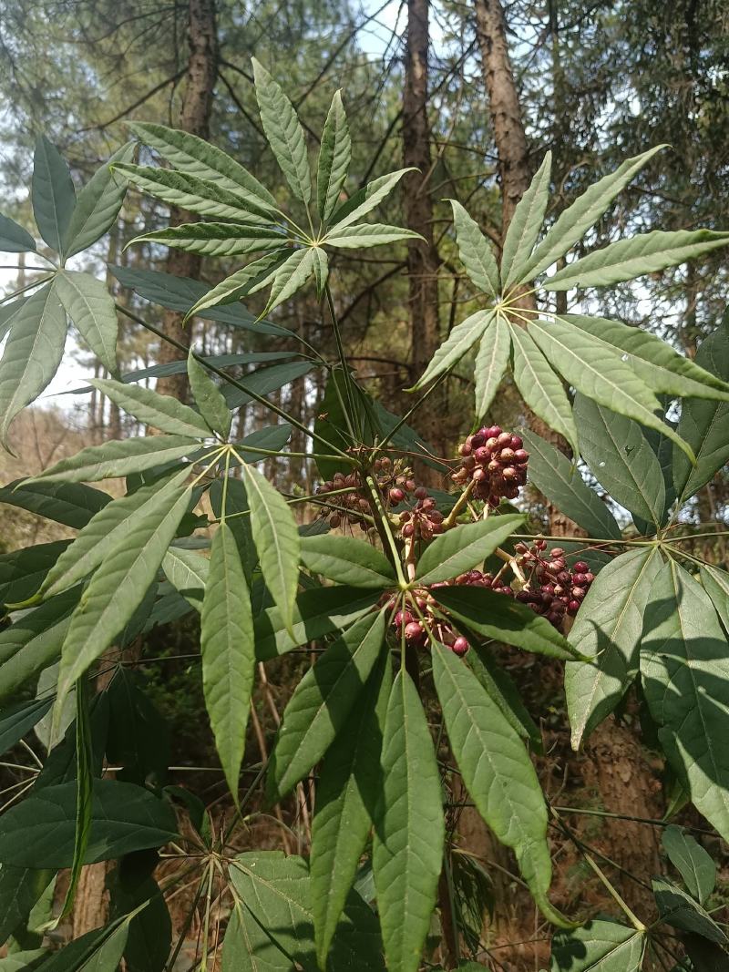 西南鹅掌柴
