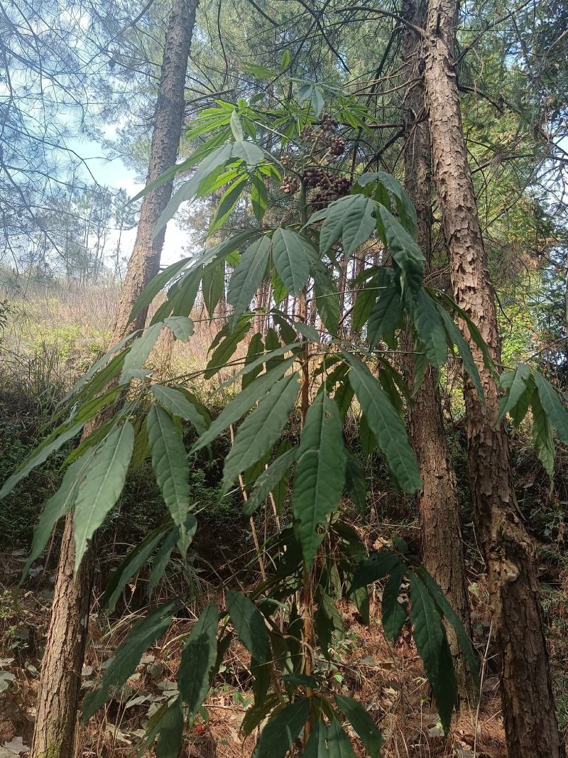 西南鹅掌柴