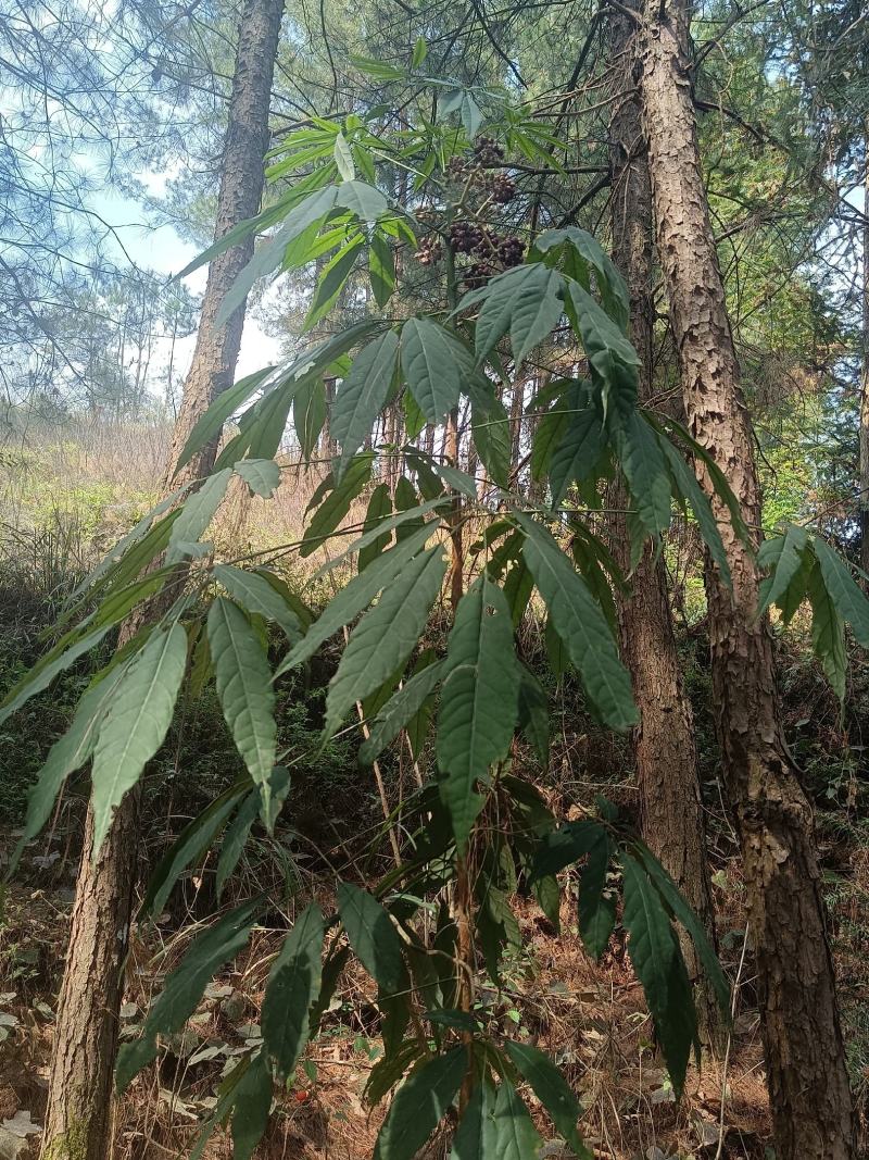 西南鹅掌柴