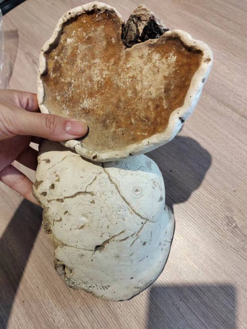 野生灵芝
