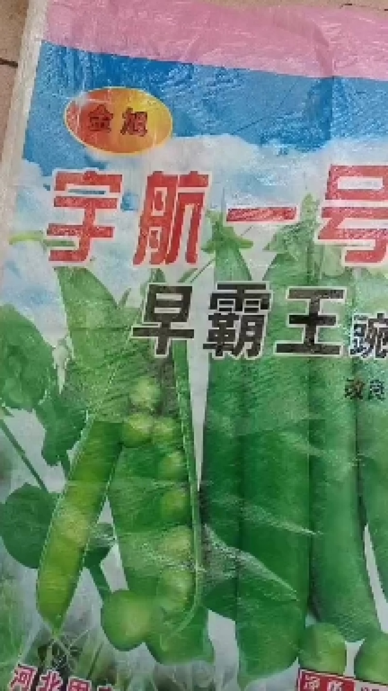 中豌六号豌豆种