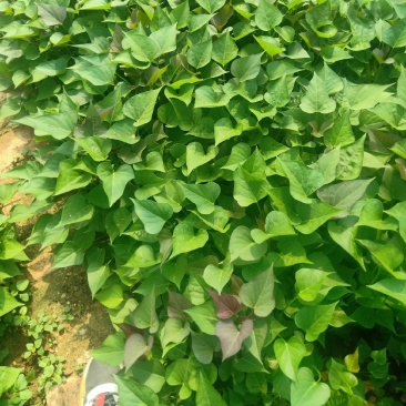 基地红薯苗，品种有济薯26，西瓜红，烟薯25大田苗