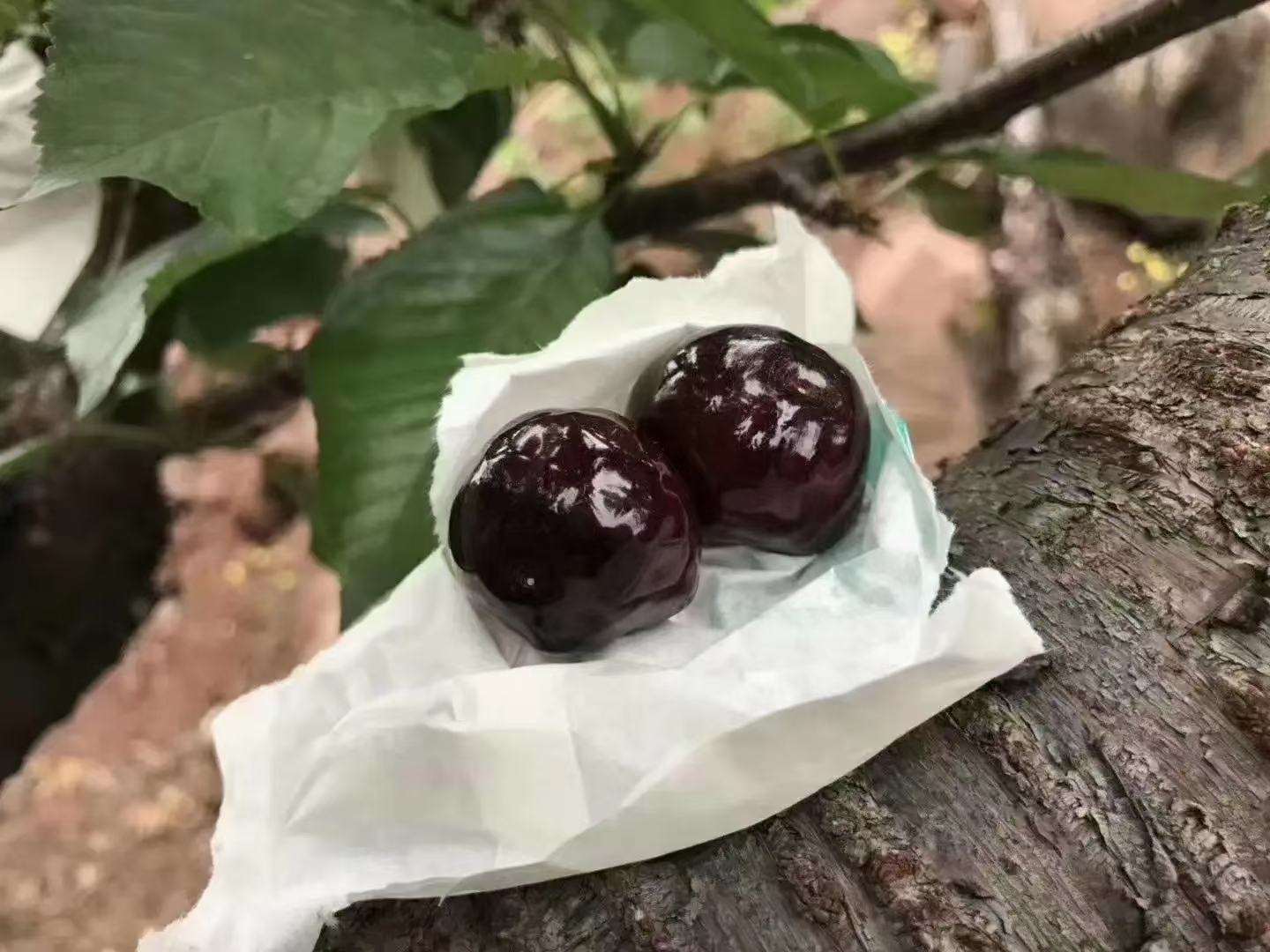 车厘子清洗后晾干