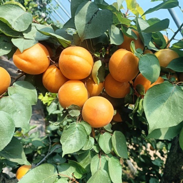 金太阳大黄杏