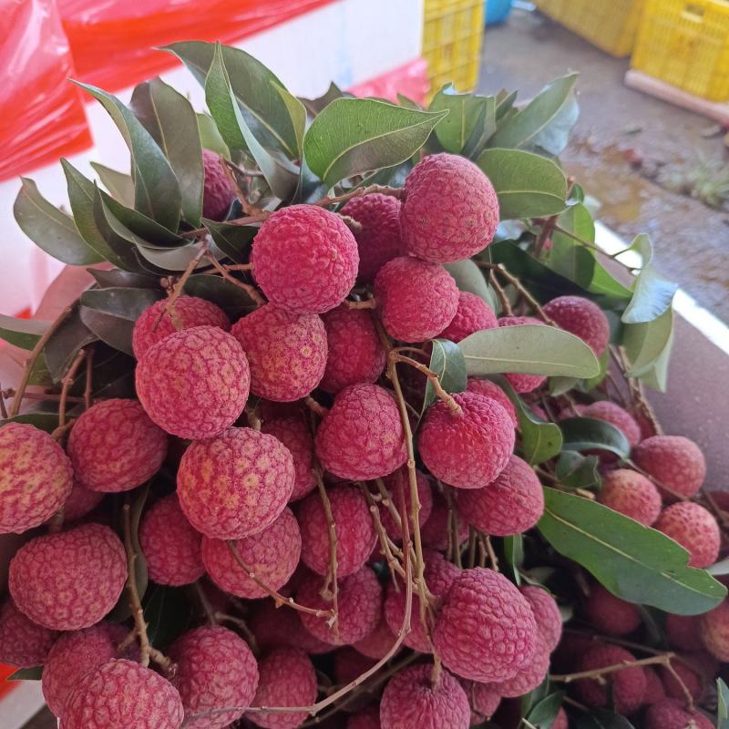 高州荔枝代办