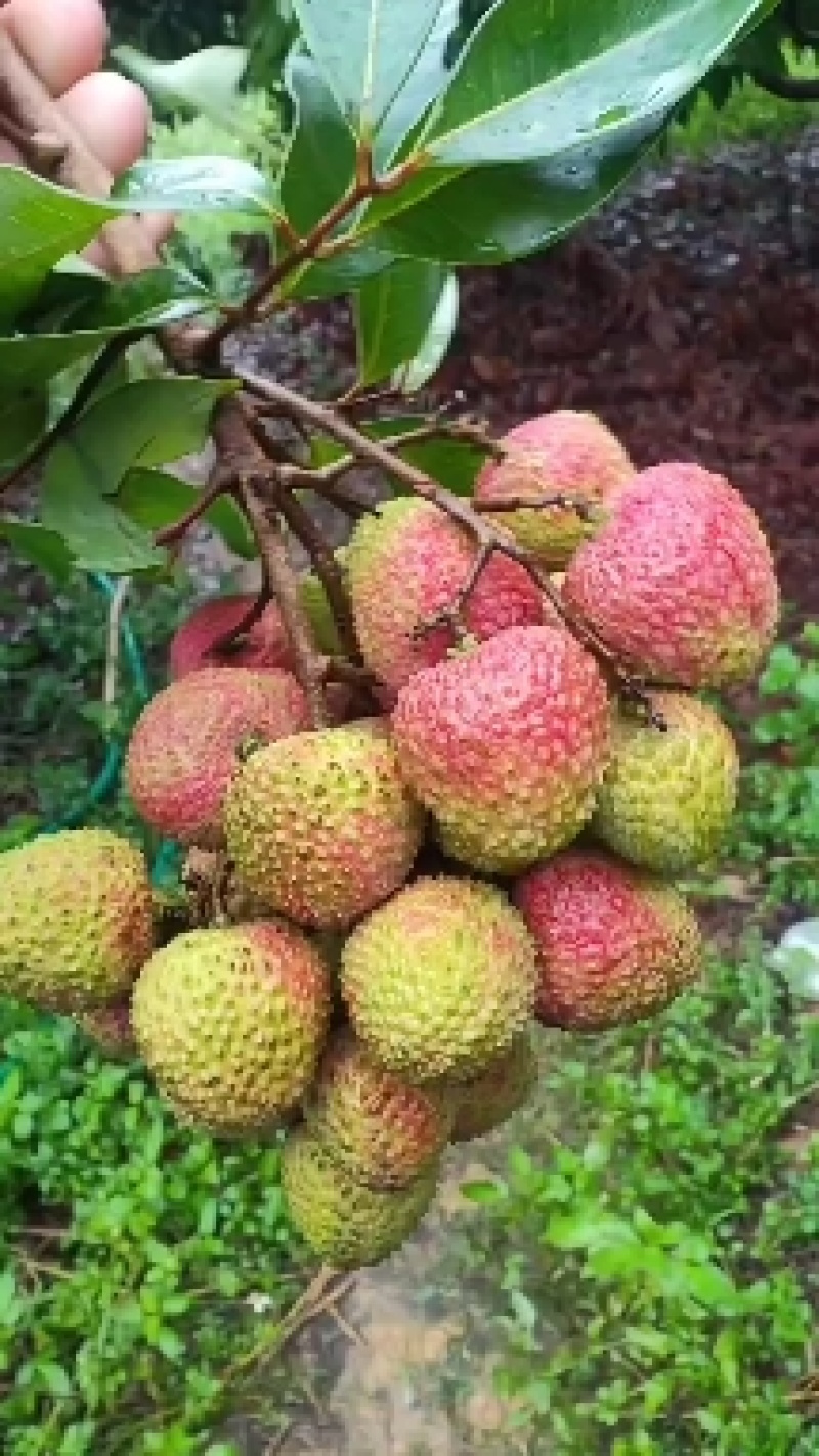 高州荔枝代办