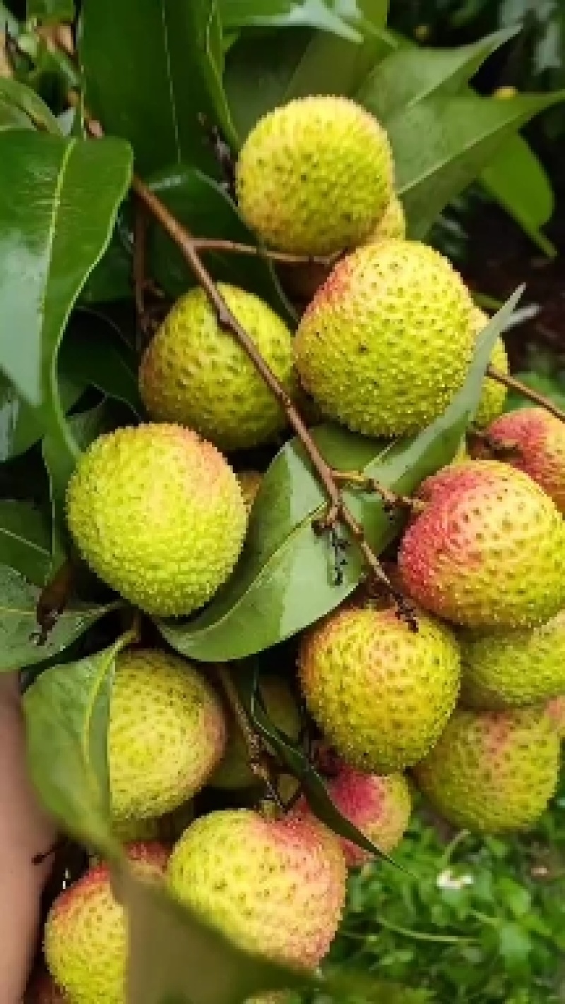 高州荔枝代办