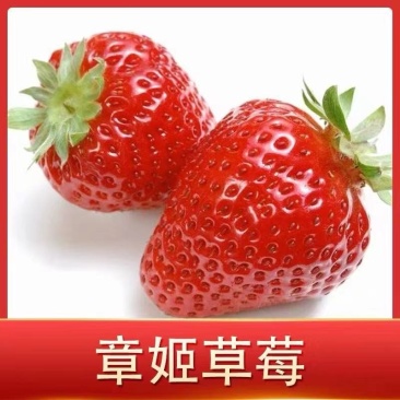 奶油（章姬）脱毒草莓苗.又叫甜宝，产量高果子大口感极甜