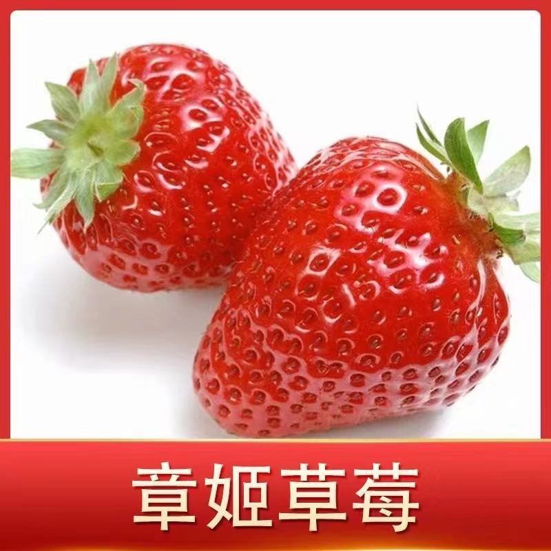 奶油（章姬）脱毒草莓苗.又叫甜宝，产量高果子大口感极甜