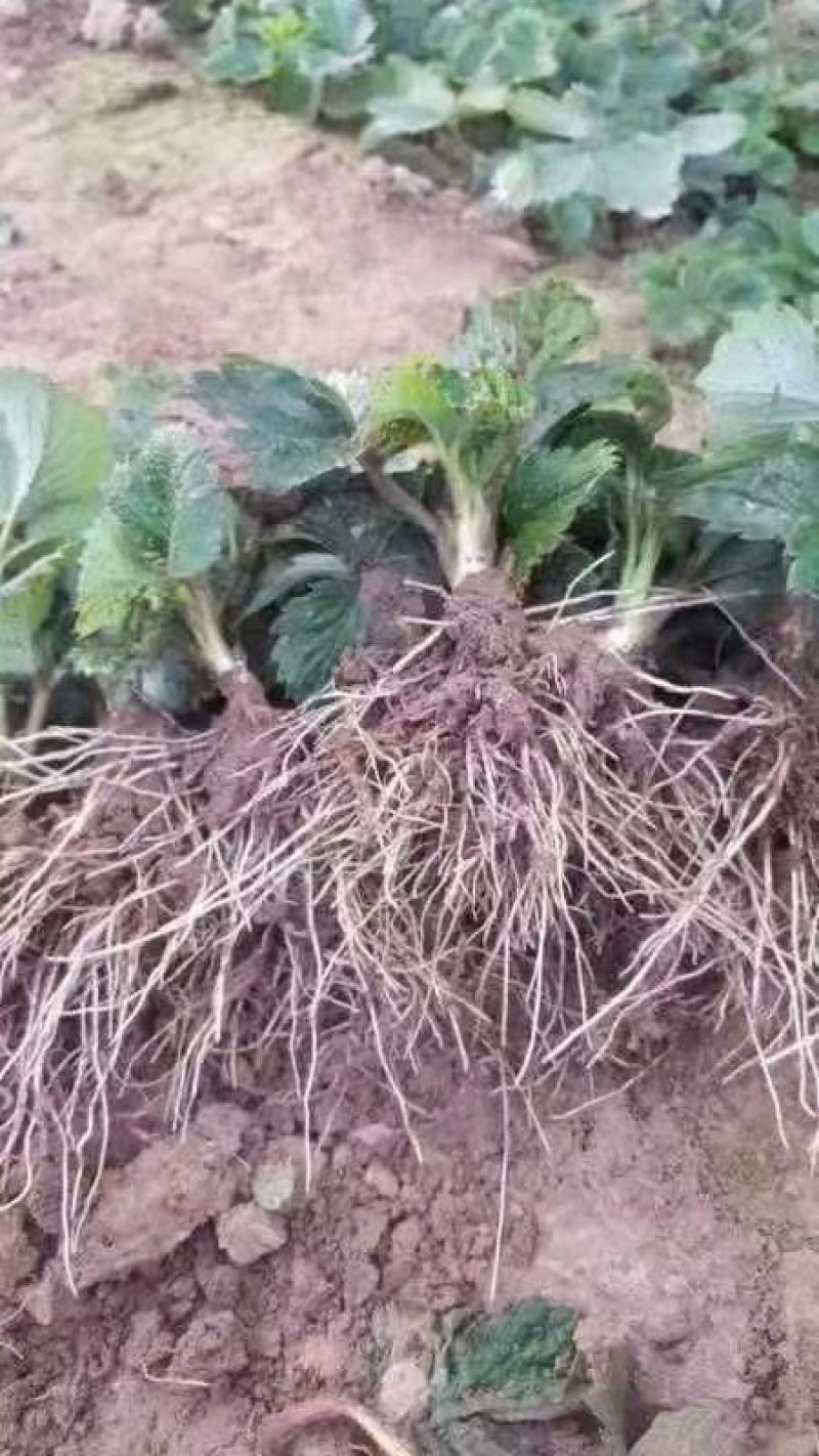 奶油（章姬）脱毒草莓苗.又叫甜宝，产量高果子大口感极甜