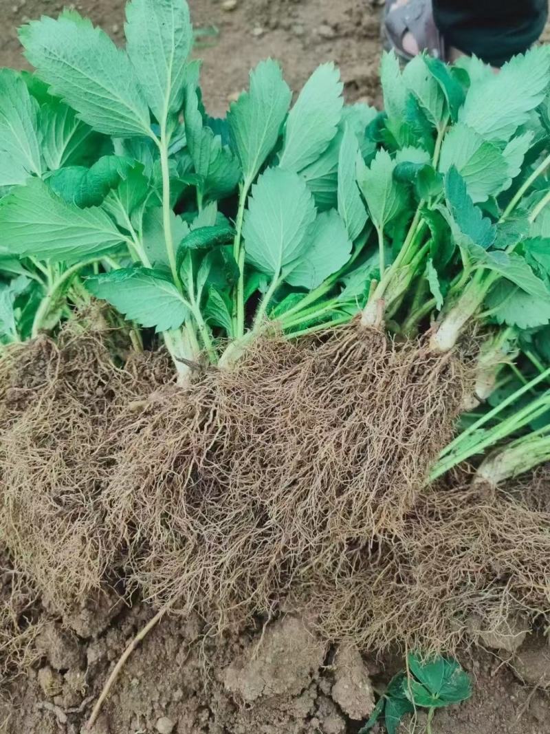 奶油（章姬）脱毒草莓苗.又叫甜宝，产量高果子大口感极甜