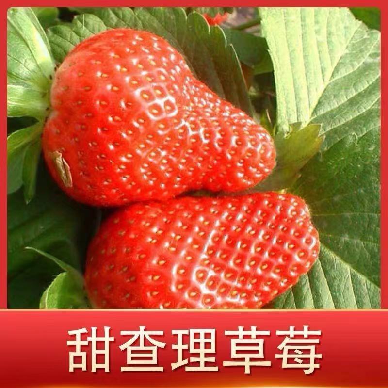 甜查理脱毒草莓苗、产量高，果子硬，早熟品种