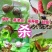 涡漯斯40%四聚乙醛喷雾蜗牛药鼻涕虫蛞蝓钉螺福寿螺杀软体