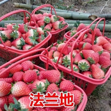 法兰地草莓苗.抗高温。不咧果.抗病毒.果子硬果子大