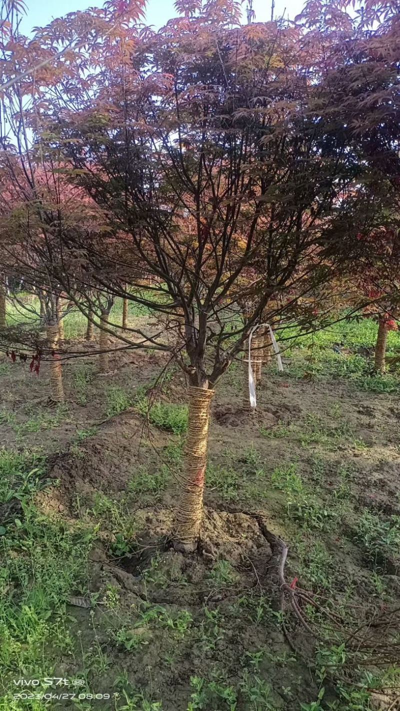 日本红枫