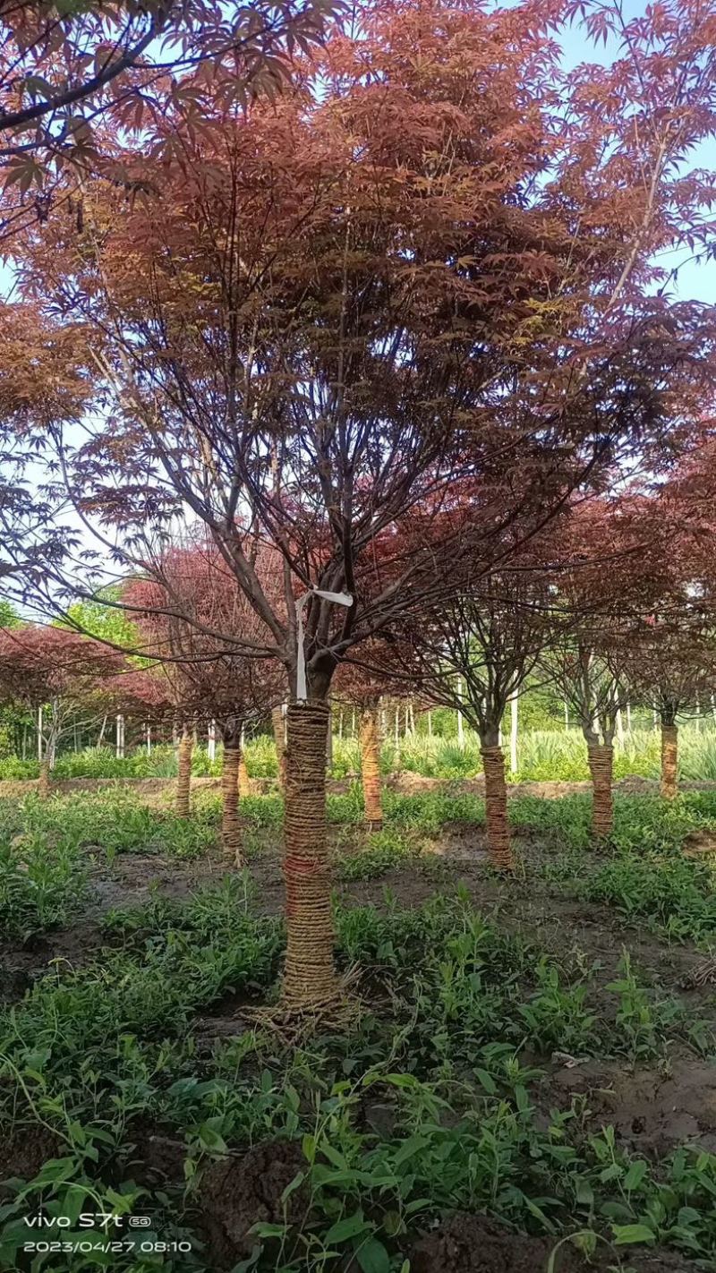 日本红枫