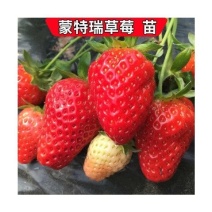 四季脱毒草莓苗—蒙特瑞草莓苗.四季不停挂果，温度没有要求