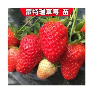 四季脱毒草莓苗—蒙特瑞草莓苗.四季不停挂果，温度没有要求