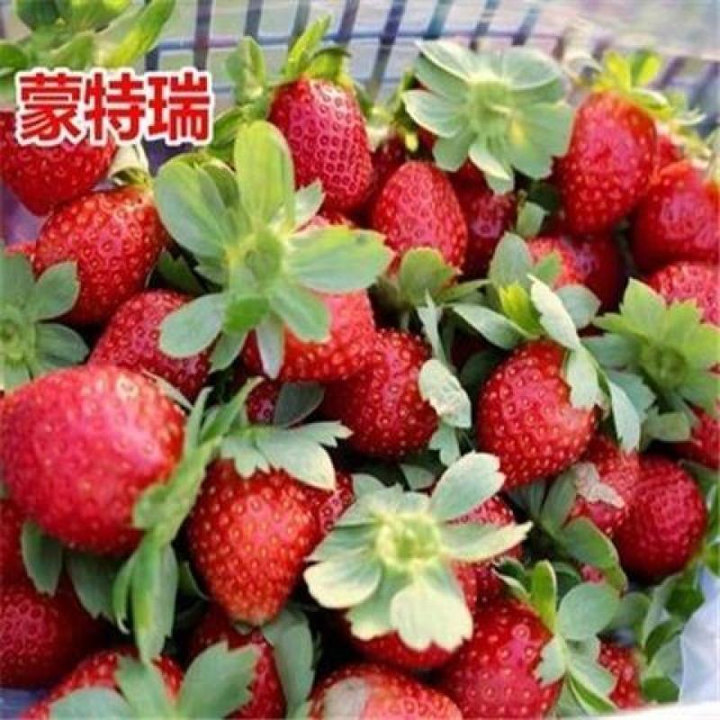 四季脱毒草莓苗—蒙特瑞草莓苗.四季不停挂果，温度没有要求