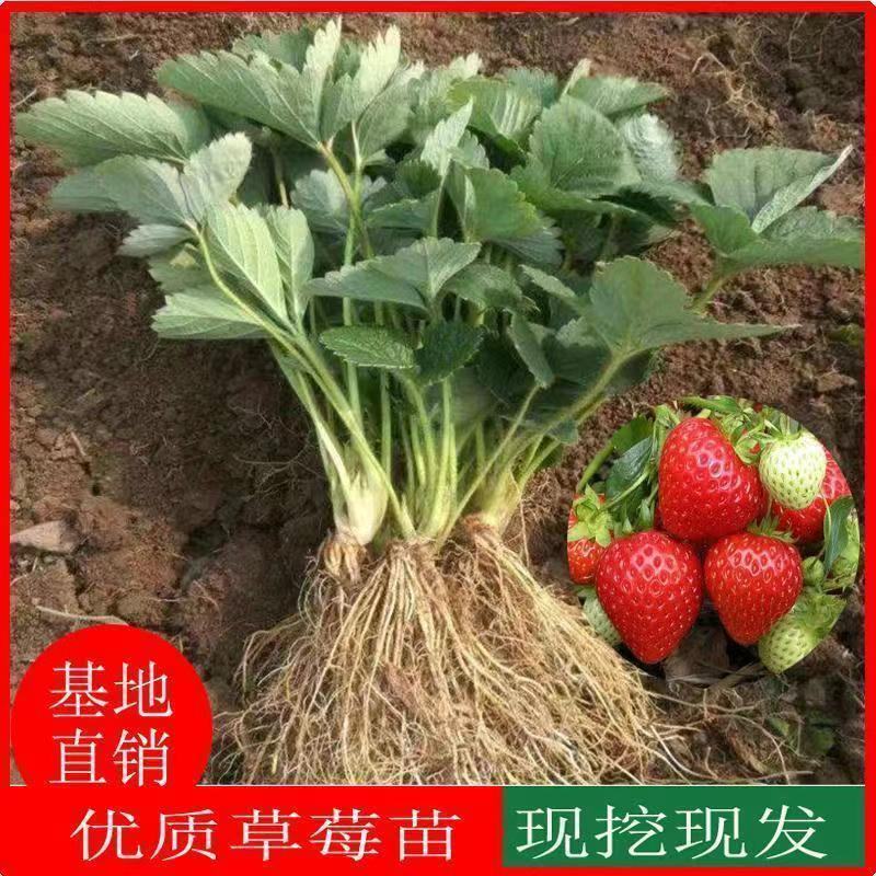 四季脱毒草莓苗—蒙特瑞草莓苗.四季不停挂果，温度没有要求