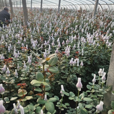 山东鲜切玫瑰花基地直发品质优良量大从优诚信经营