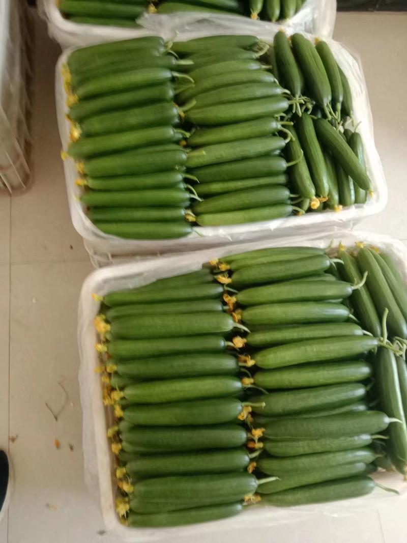 河南精品小黄瓜上市中条形好颜色绿油油全国发货