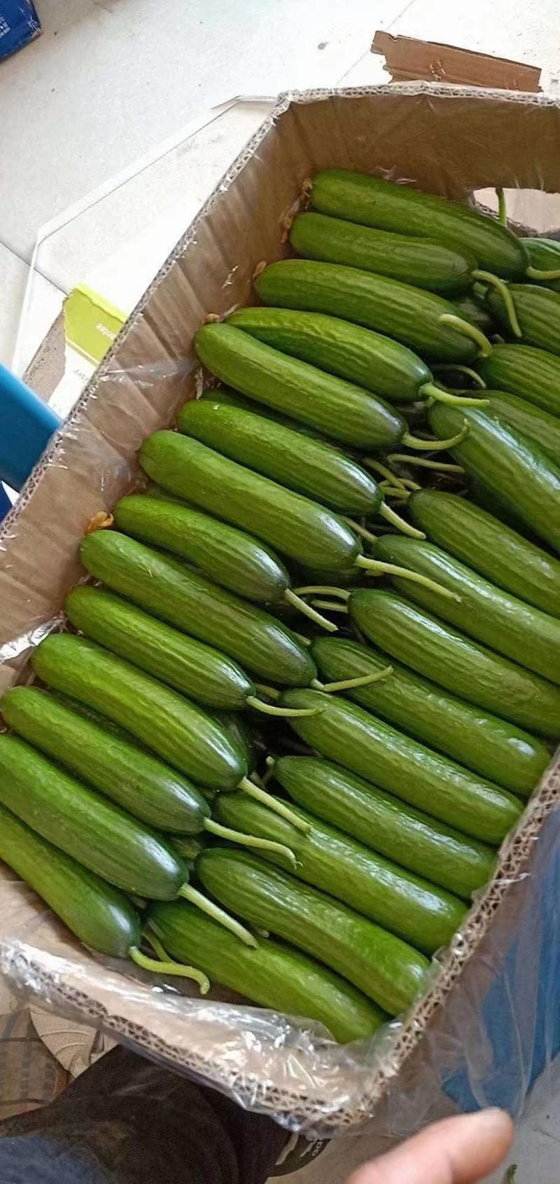 河南精品小黄瓜上市中条形好颜色绿油油全国发货