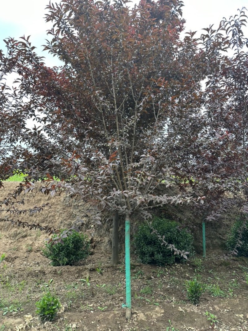 碧桃