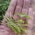 永顺【莓茶】精品藤茶入口甘甜回味无穷品种纯正欢迎抢购