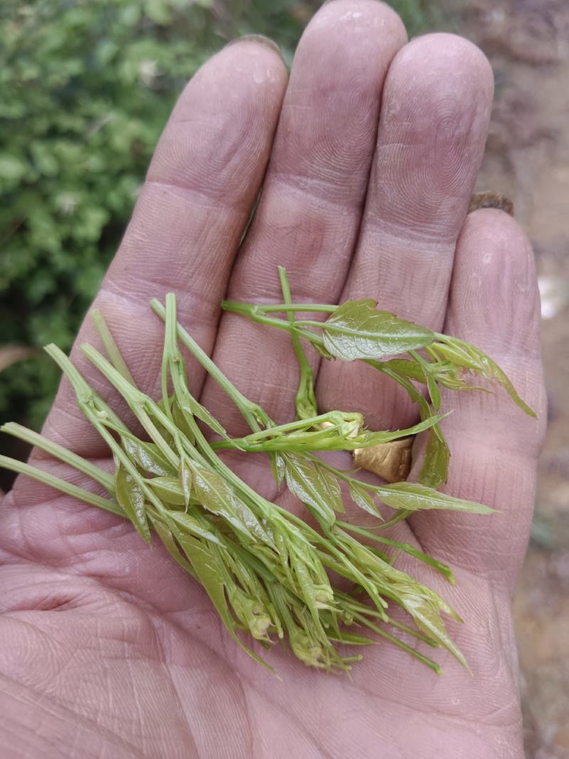 永顺【莓茶】精品藤茶入口甘甜回味无穷品种纯正欢迎抢购