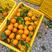 广西鹿寨夏橙大量上市自家一手货源全国接单颜色亮丽甜度高入