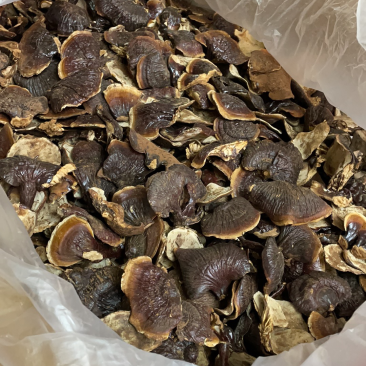 【秒接单】精选均匀中个灵芝货源充足干货现货现发