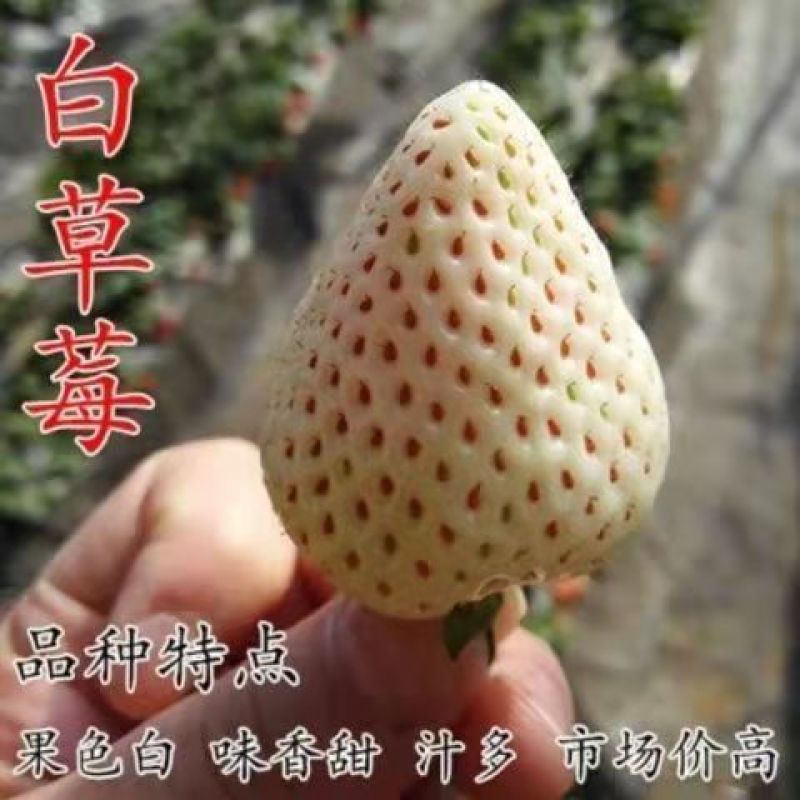 白雪公主脱毒草莓苗、果子大，口感香甜，抗病能力强，