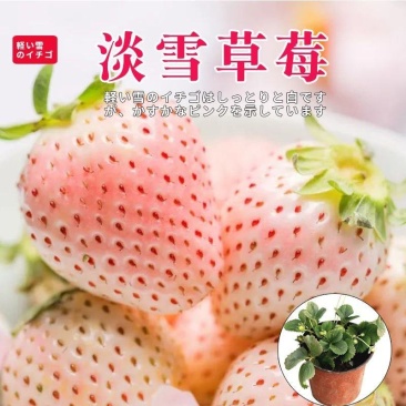 淡雪脱毒草莓苗，口感香甜，果子大，抗病能力强，成活率高