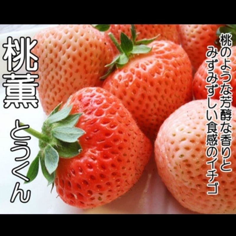桃熏脱毒草莓苗，口感香甜，比任何草莓都要大，吃起来带香味