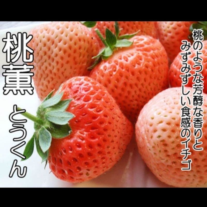 桃熏脱毒草莓苗，口感香甜，比任何草莓都要大，吃起来带香味
